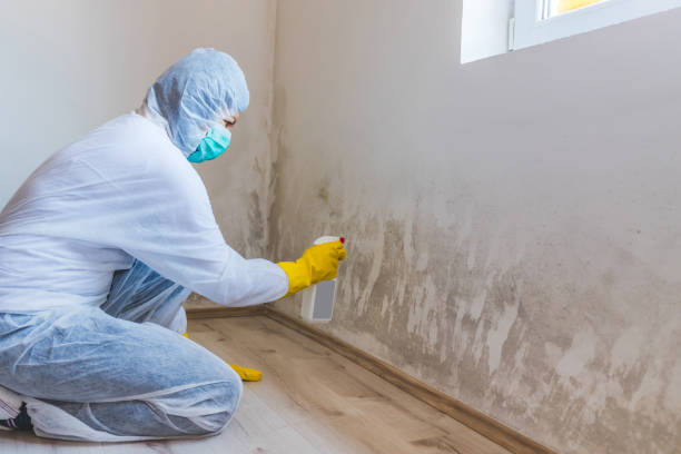 Licensed Commercial Mold Remediation service in Lake Grove, NY - WQB Mold Removal